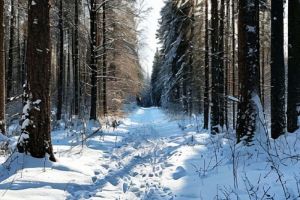 В Мокшанском районе обнаружили следы рыси