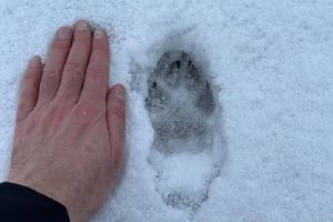 В охотничьих угодьях Пензенской области нашли следы волков