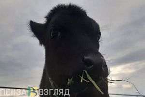 В Пензенской области объявят карантин из-за некробактериоза у животных