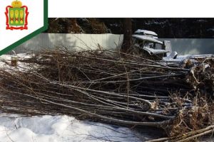 В Пензенской области незаконно выкопали 173 липы