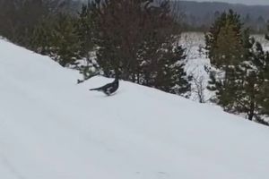 В Пензенской области сняли гуляющего по дороге глухаря