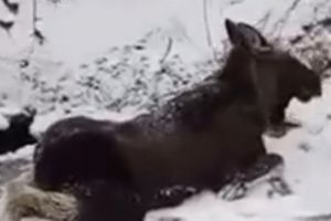 В Кузнецком районе спасли провалившегося под лед лосенка