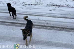 Златогорский призвал штрафовать кузнечан, чьи собаки находятся на самовыгуле