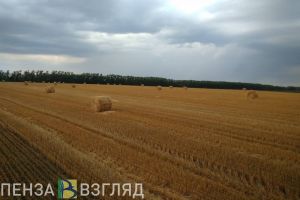 В Малосердобинском районе посевы проса обрабатывали гербицидами с нарушениями
