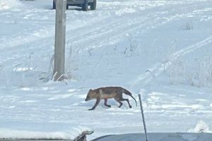 В пензенском районе Заря боятся гуляющую лису с бешенством