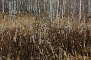 В Мокшанском районе земли сельхозназначения зарастали травой