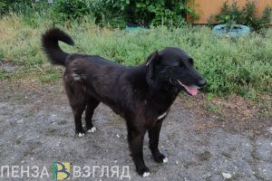 Детей в Пензенской области защитят от нападений бездомных собак