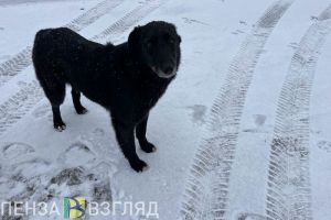 В Пензе могут перестать выпускать на волю отловленных бродячих собак