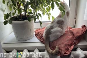 В МЧС сообщили о восстановлении теплоснабжения в Пензе