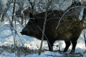 В Пензенской области завершается сезон охоты на кабана и пушных