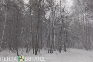 В Пензенской области заметили стаю волков