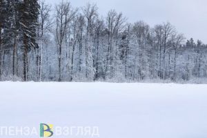 В Пензенской области застрелили пять волков