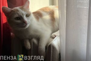 Сегодня в домах района Западная поляна в Пензе массово отключат отопление
