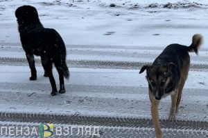 Златогорский поручил привлекать кузнечан к ответственности за самовыгул животных