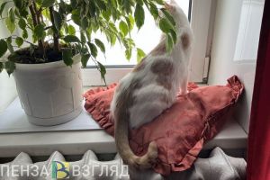 14 жилых домов остались без отопления в центре Пензы