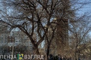 Жителей Пензенской области предупреждают о мощных порывах ветра 15 марта