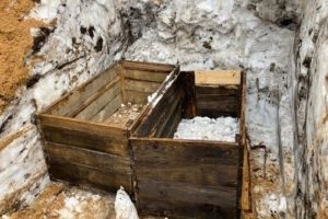 В Пензенской области готовят к посеву семена сосны