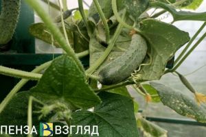 В России упали цены на огурцы