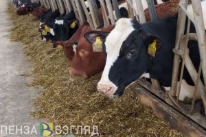В Пензенской области обнаружена опасная по бешенству территория