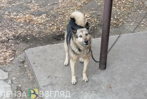 Пензенским подросткам могут запретить выгуливать собак без родителей
