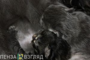 Пензенцам хотят законодательно запретить подкармливать бездомных животных