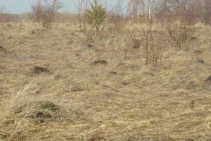 В Вадинском районе сельхозучасток зарастал дикими яблонями