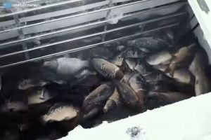 В пруд у больницы №6 в Пензе выпустили мальков для чистки воды