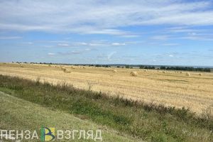 С начала 2025 года из Пензенской области экспортировали почти тысячу тонн зерна