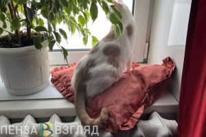 Власти ответили пензенцам на жалобы про перетоп