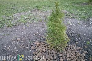 В Пензенской области стартовала акция «Сад памяти»
