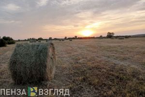 В Пензенской области у фермера изъяли участок за неправильное использование