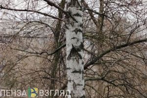 Пензенцам пригрозили штрафами за нелегальный сбор березового сока