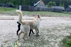 В четырех районах Пензенской области установили карантин по бешенству