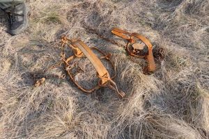 Житель Пензенской область охотился на пушную дичь с капканами