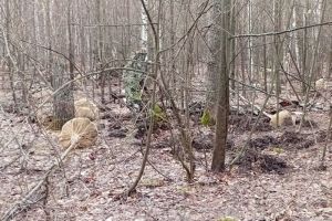 В Пензенской области незаконно выкопали 153 липы