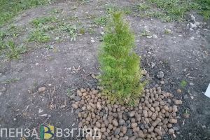 В 2024 году в Пензе высадили более 8 тысяч саженцев деревьев и кустарников