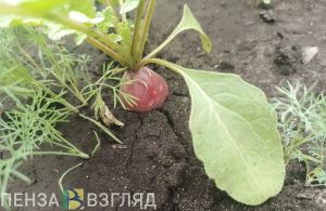 Златогорский дал совет кузнецким огородникам на лето
