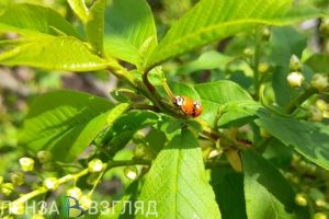 В Пензенской области температура воздуха к концу недели может вырасти до +25