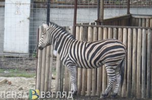 В Пензенском зоопарке поселится еще одна зебра