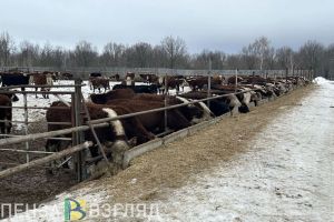 Пензенская область на 1 месте в ПФО по надою молока