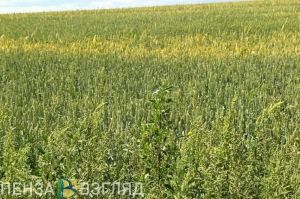 В Пензенской области уничтожат опасные скотомогильники