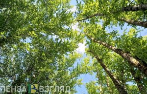 21 апреля в Пензенской области потеплеет до +27 градусов