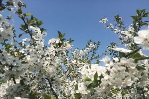 Аллергия, грипп, ОРВИ: как отличить по симптомам
