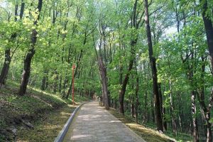 В Пензе появятся 2 новых лестничных спуска с Тропы здоровья