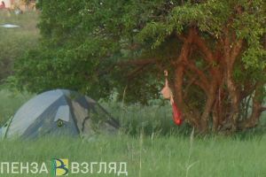 307 жителей Пензенской области пострадали от укусов клещей