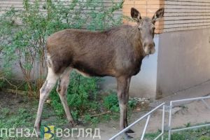Пензенских водителей предупредили об особо опасных «майских» лосях