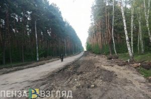 В Сердобске благоустраивают аллею в сосновом лесу: фото