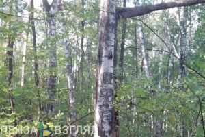 Пензенцев с аллергией на пыльцу хотят вакцинировать бесплатно