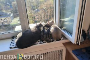 Пензенцам хотят запретить заводить несколько животных в квартире