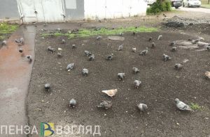 10 мая в Пензенской области прогнозируют до +15 градусов